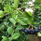 Aronia(Apfel- oder Gesundheitsbeere)