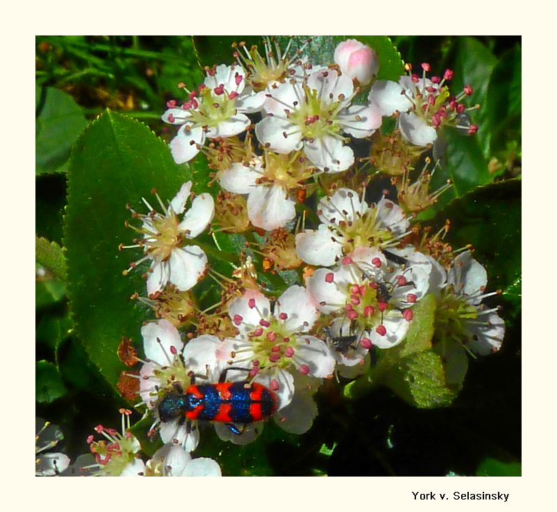 Aroniablüte mit Besuch