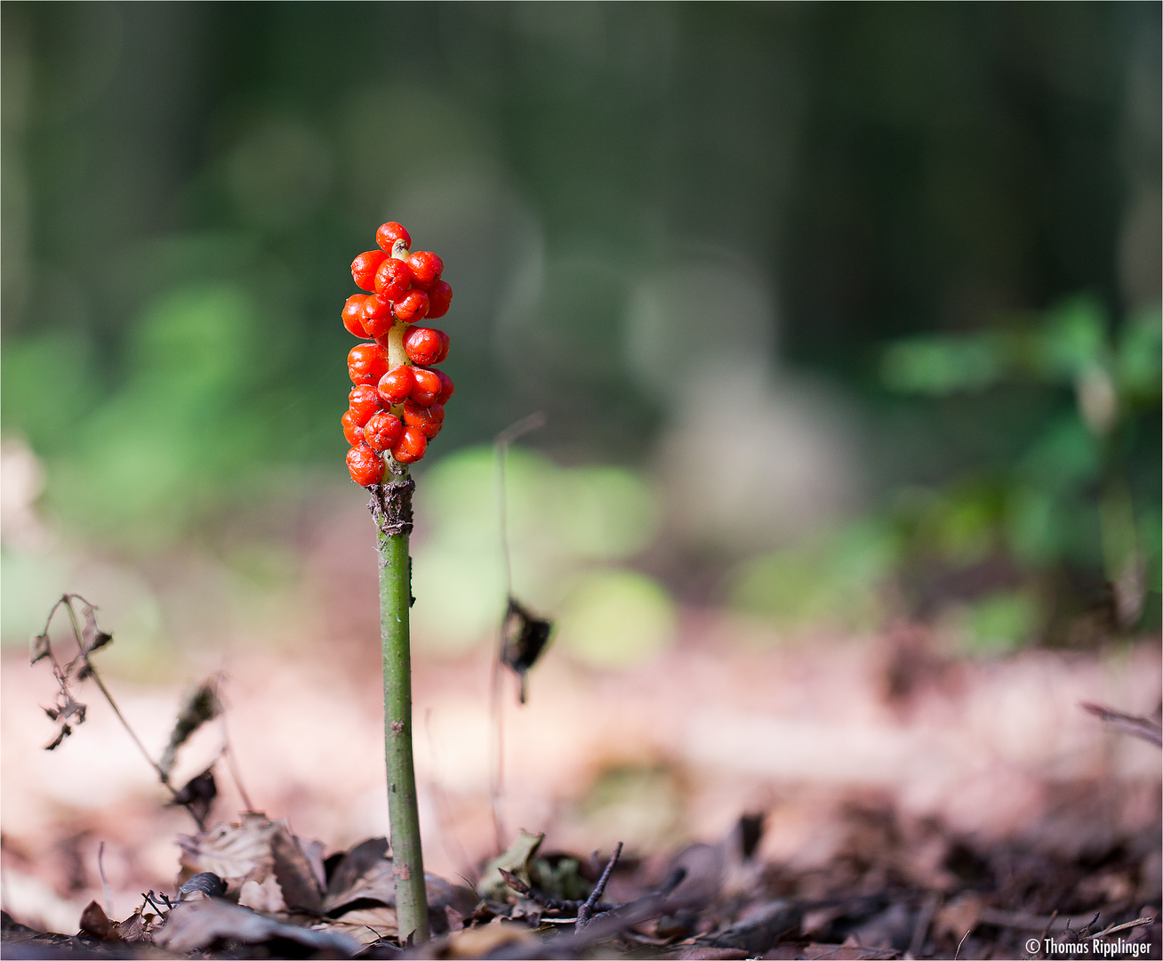 Aronstab (Arum) Foto & Bild pflanzen, pilze & flechten, blüten