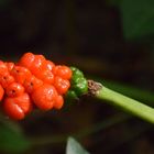 Aronstab ( Arum )