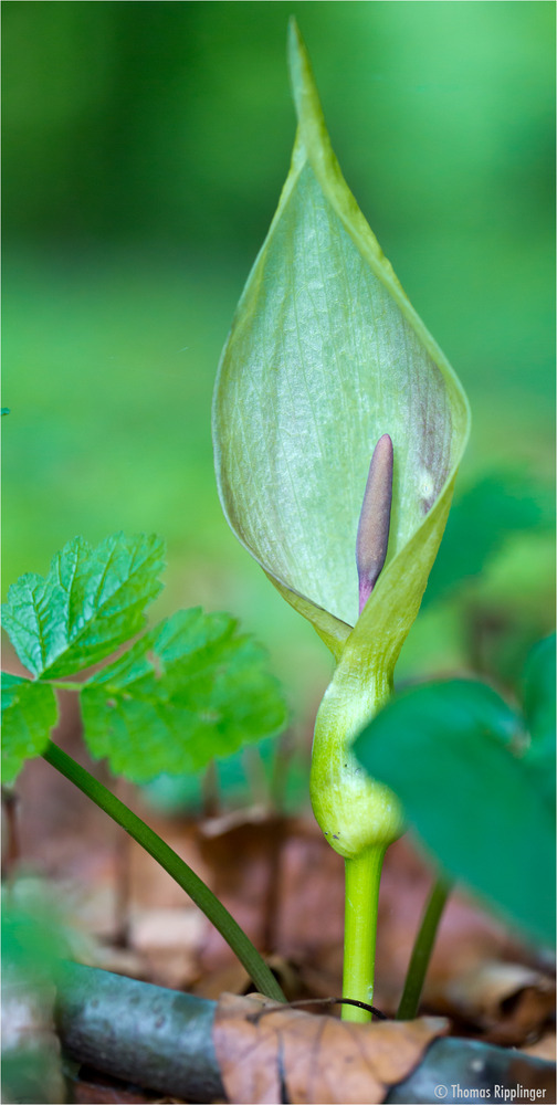 Aronstab (Arum)