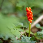 Aronstab (Arum).