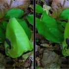 Aronstab (Arum maculatum) (3D-X)