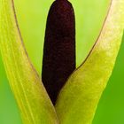 Aronstab - Arum maculatum
