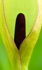 Aronstab - Arum maculatum