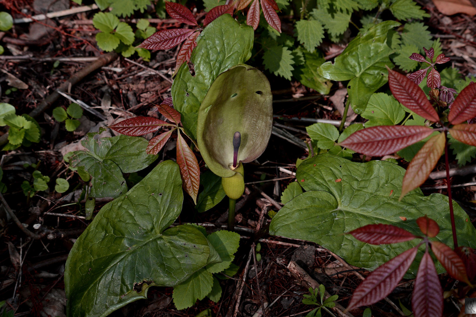 Aronstab (Blüte und Blätter)