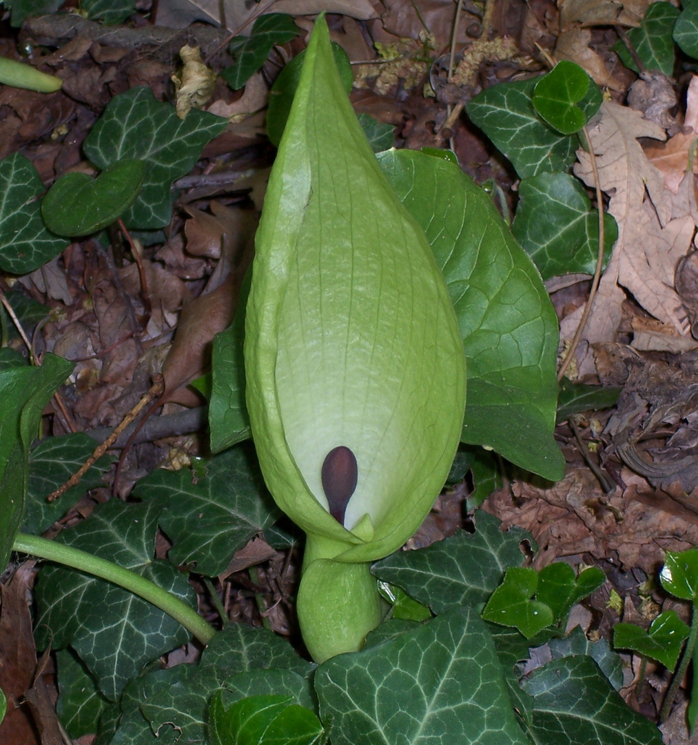Aronstab Foto & Bild natur Bilder auf