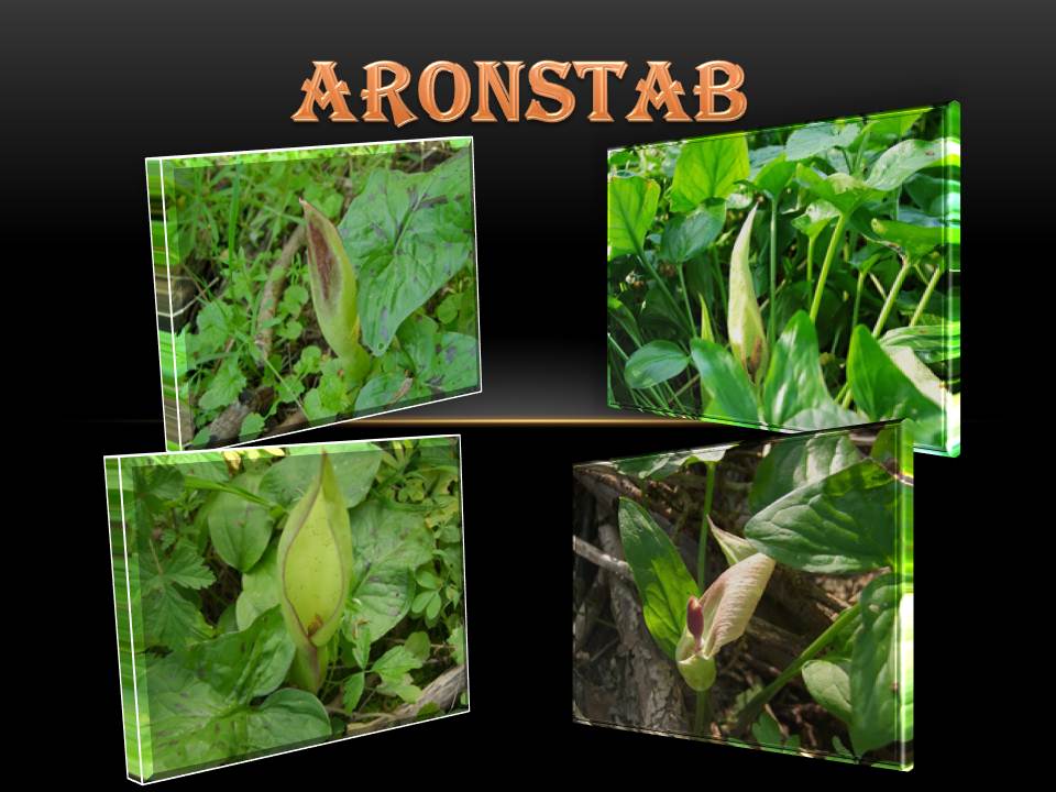 Aronstab in Blüte