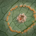 Aronstab-Rostpilz (Puccinia sessilis)