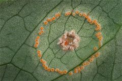 Aronstab-Rostpilz (Puccinia sessilis)