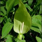 Aronstab...Arum maculatum...