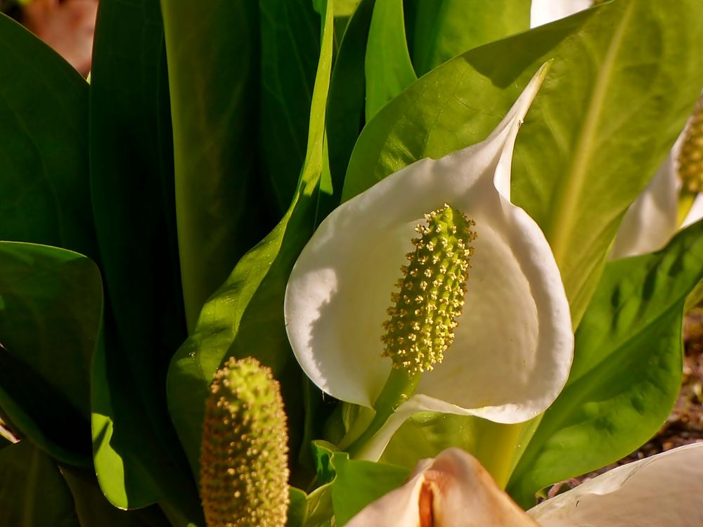 Aronstabgewächs . . . Foto & Bild pflanzen, pilze & flechten, blüten