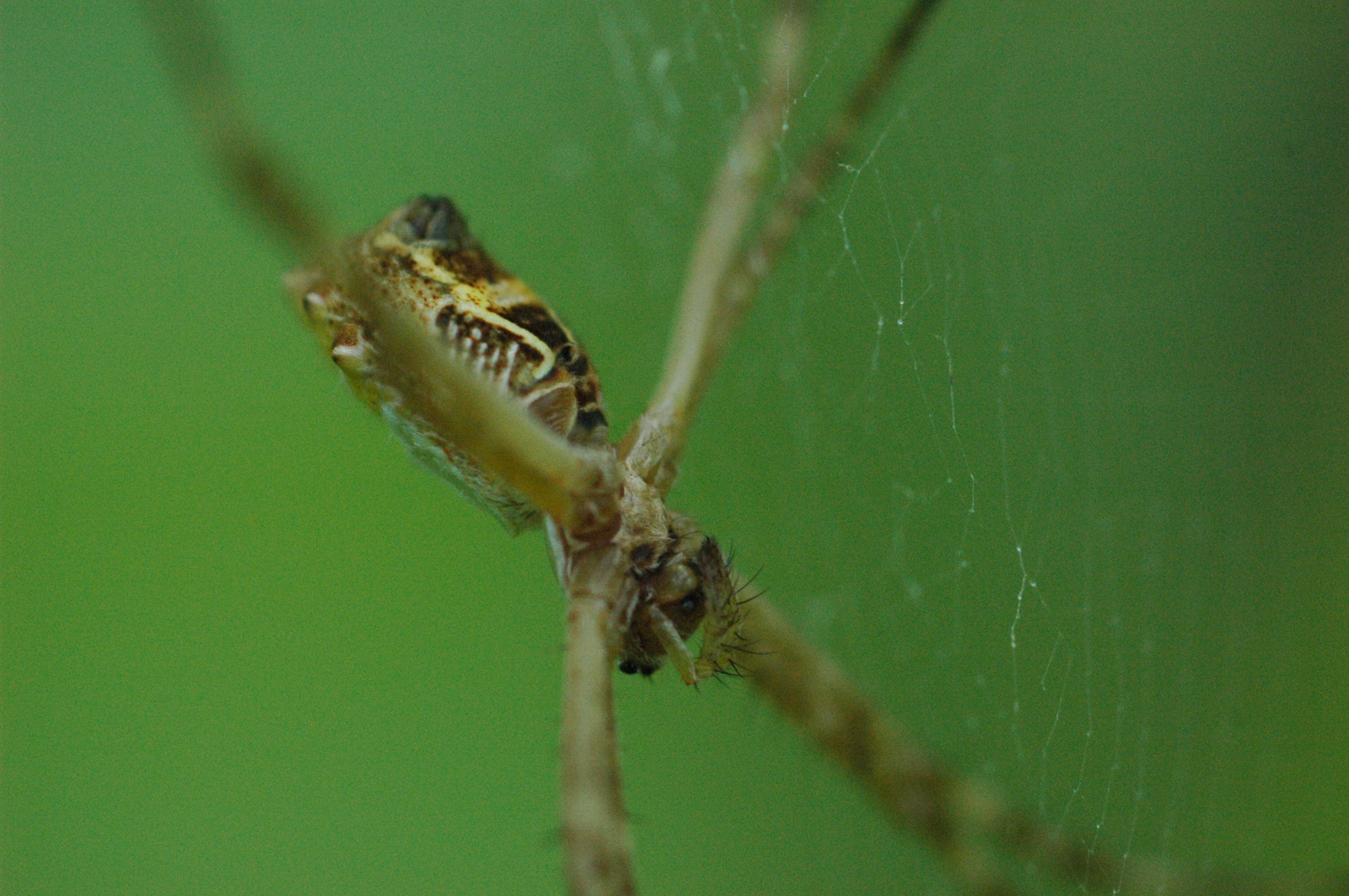 Around my garden...