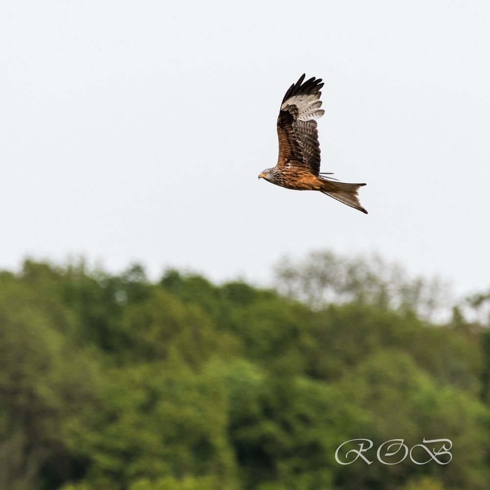 Around-Sersheim-20180427-22167