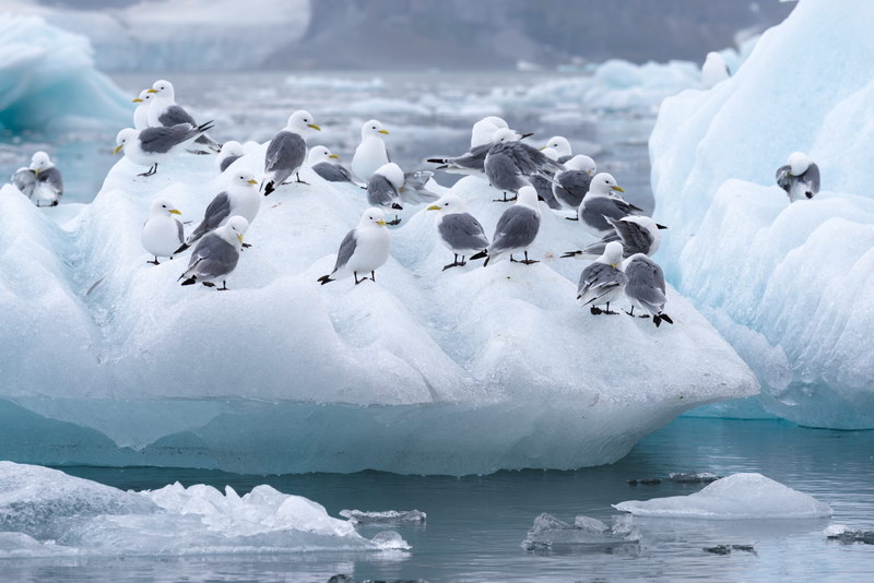 Around Spitsbergen