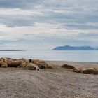 Around Spitsbergen III