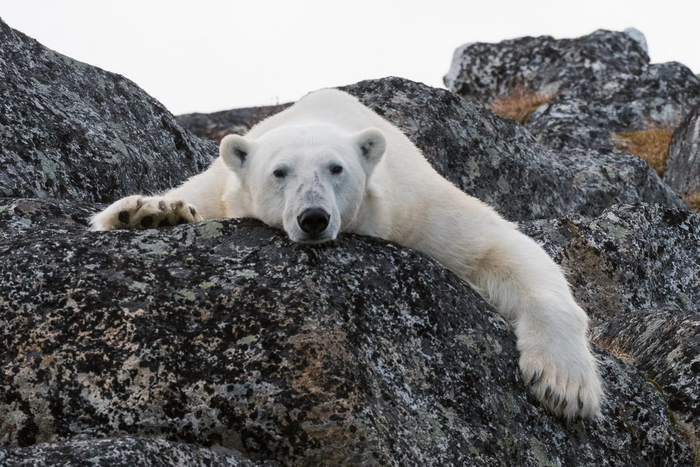 Around Spitsbergen VIII