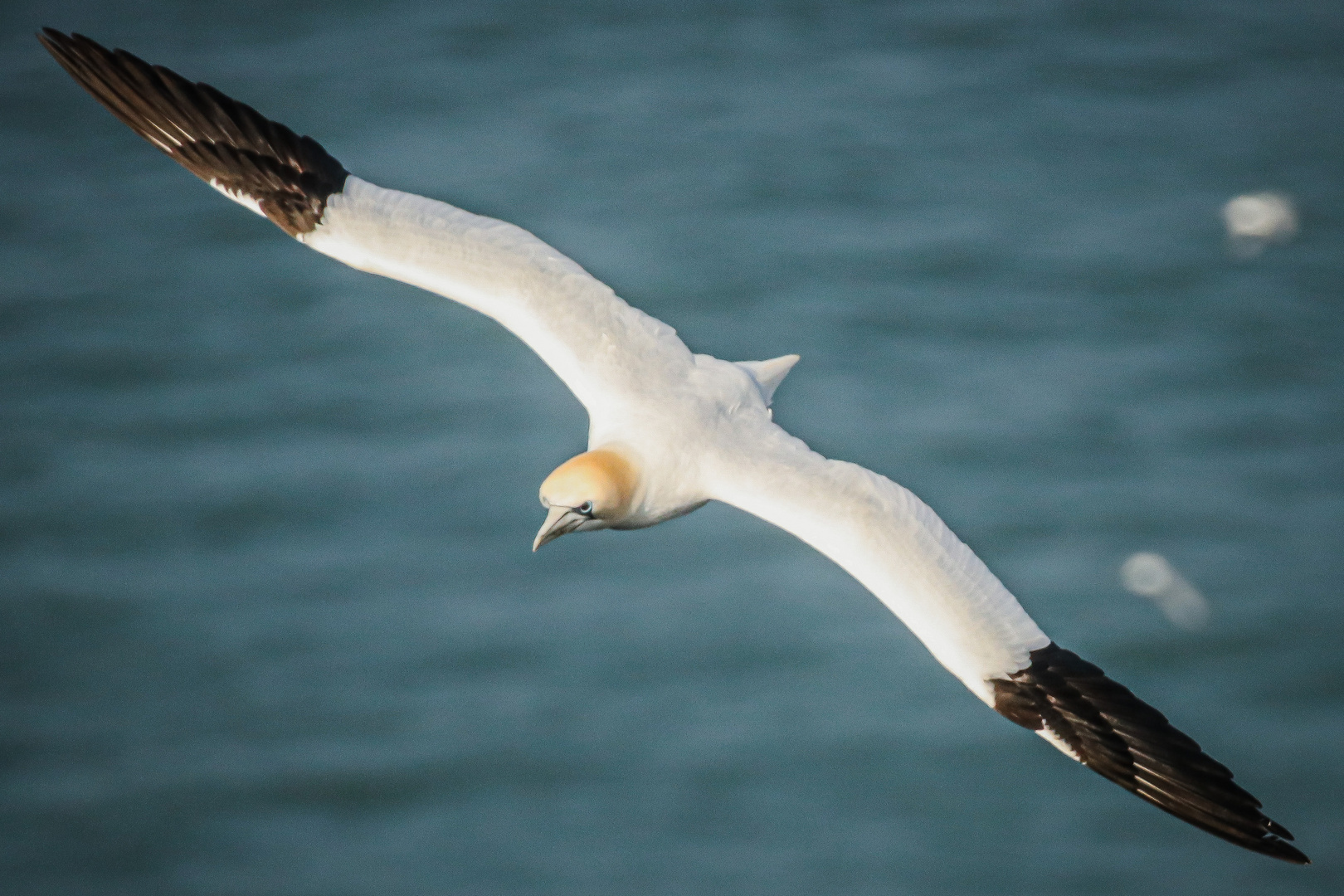 …Around the world with the wind | Gannet´s No.8…