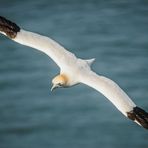 …Around the world with the wind | Gannet´s No.8…