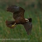 Arpella vulgar - Aguilucho lagunero occidental - Circus aeruginosus