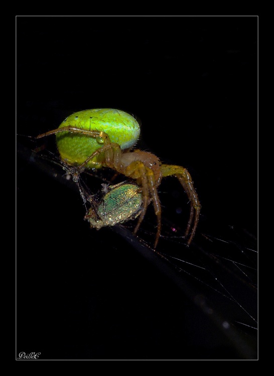 arraignée crabe (Misumena vatia)