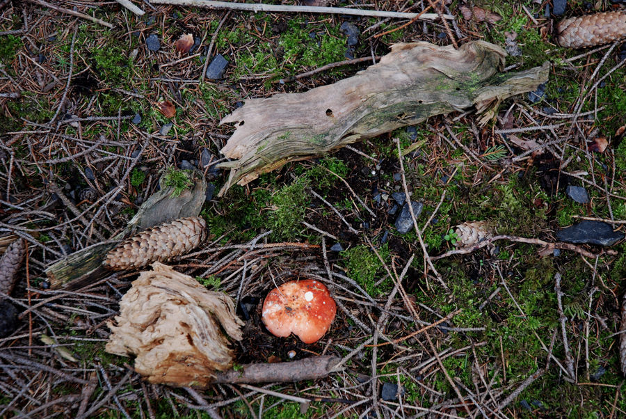 Arrangement auf dem Waldboden