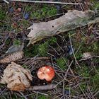 Arrangement auf dem Waldboden