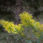 Arrangement aus der Natur