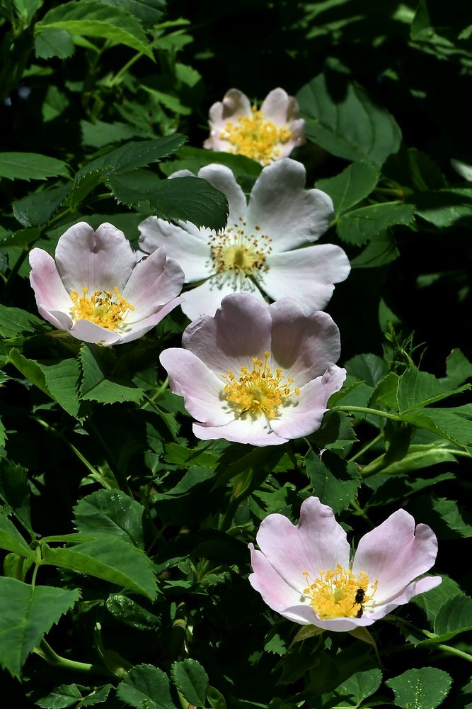 Arrangement der Natur