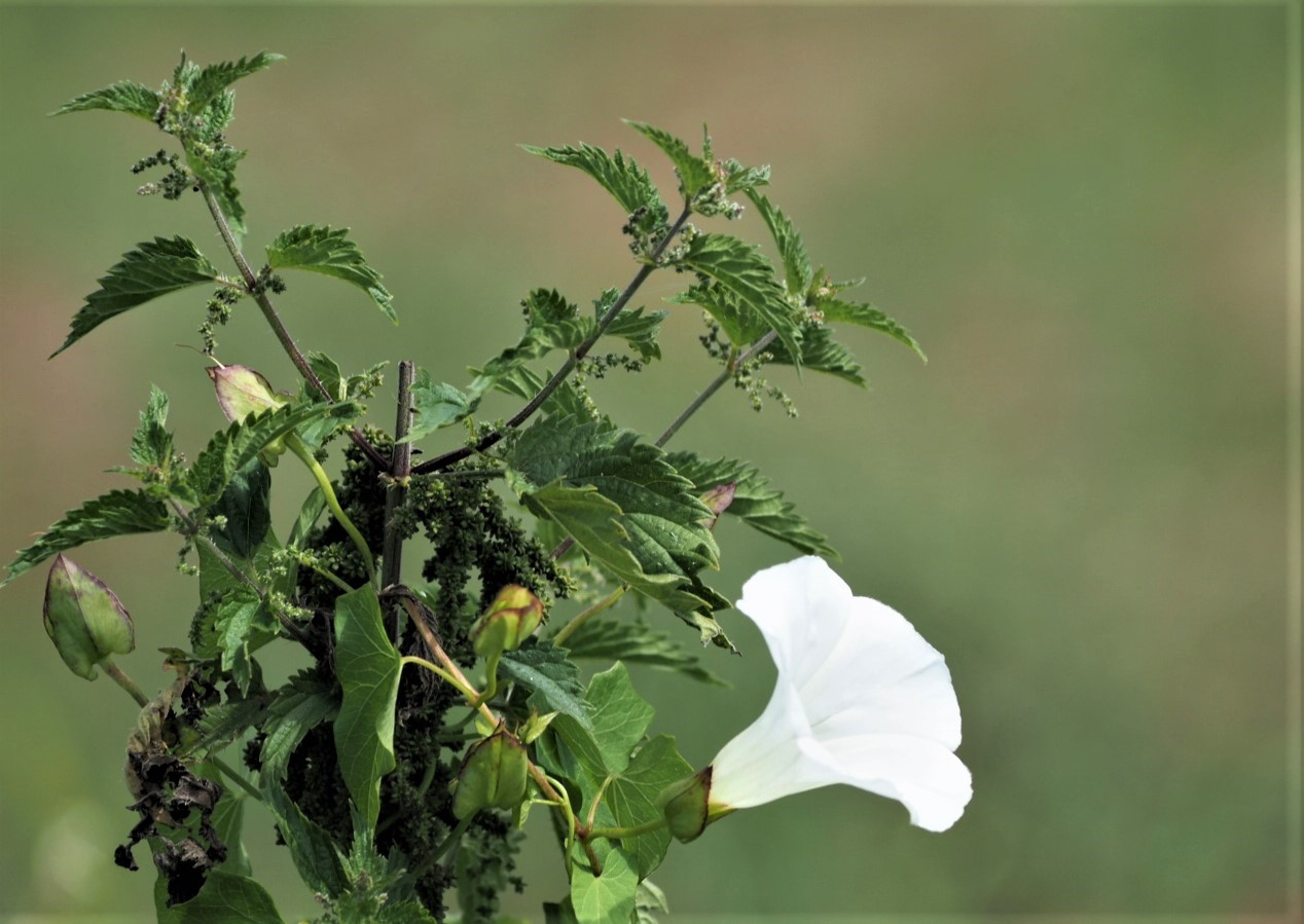 Arrangement der Natur