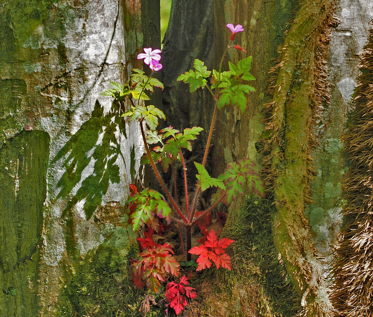 Arrangement der Natur