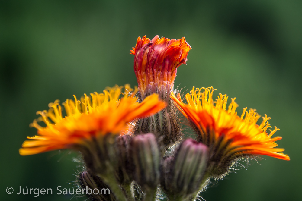 Arrangement in orange