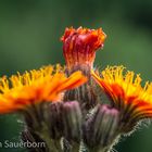 Arrangement in orange