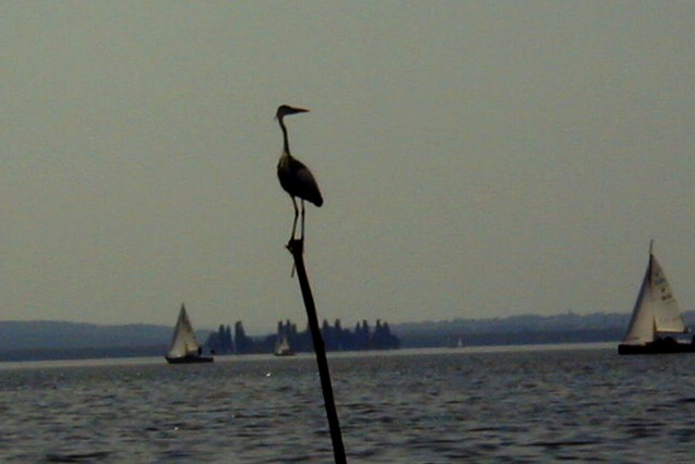 Arrangement mit zwei Schiffen, Stock und Fischreiher