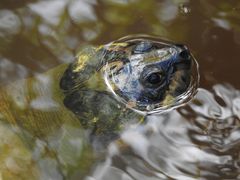 Arrauschildkröte