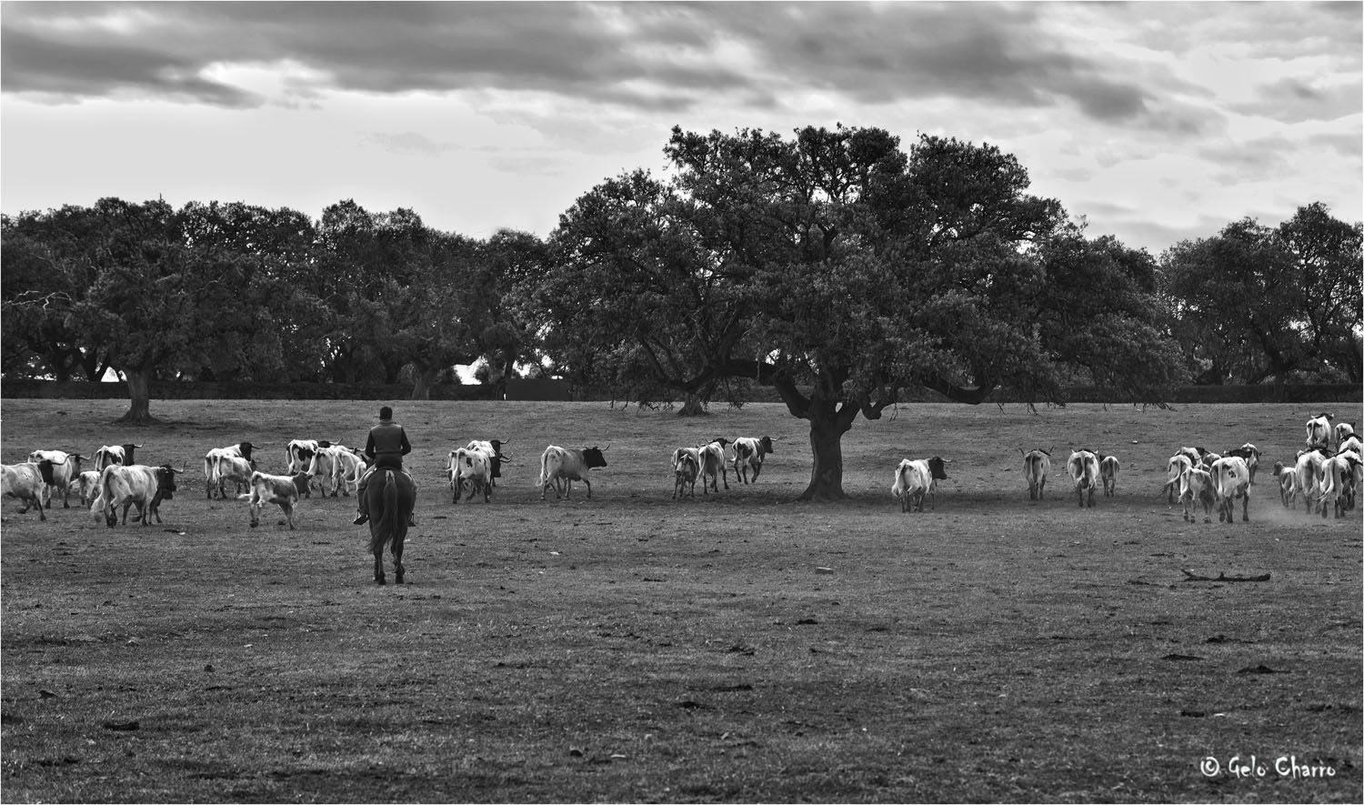  Arreando las vacas