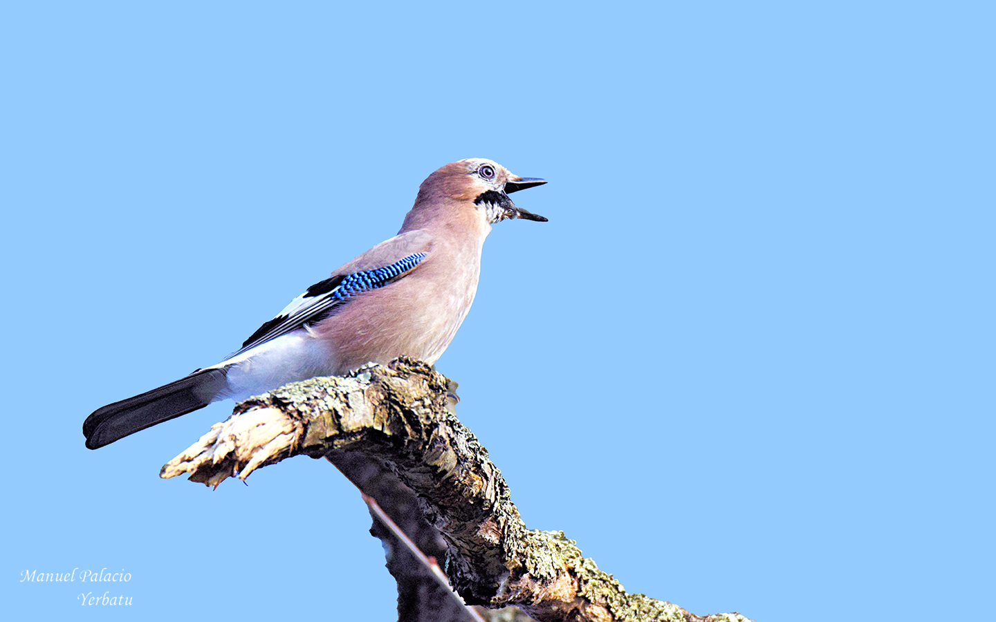 Arrendajo - Garrulus glandarius