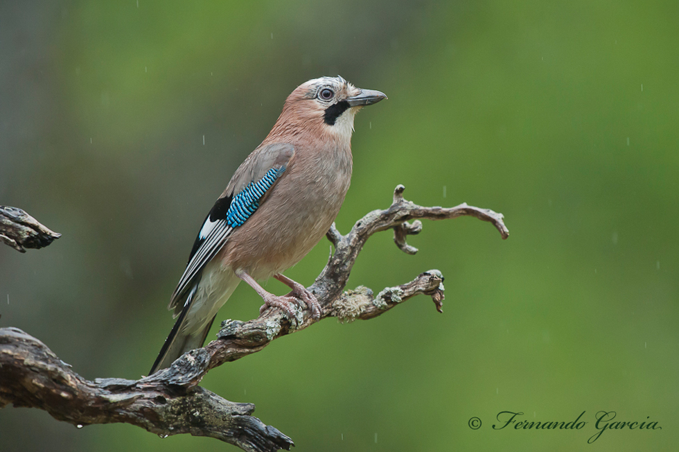 arrendajo ( garrulus glandarius )