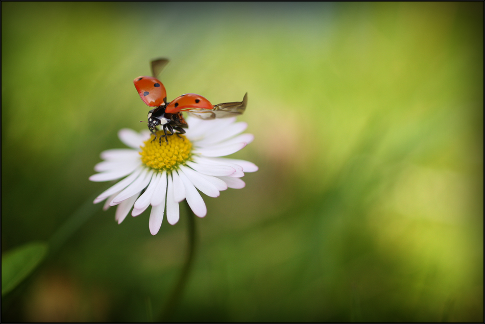 arriba Foto & Bild naturmakros, naturkreativ, aufnahmetechniken