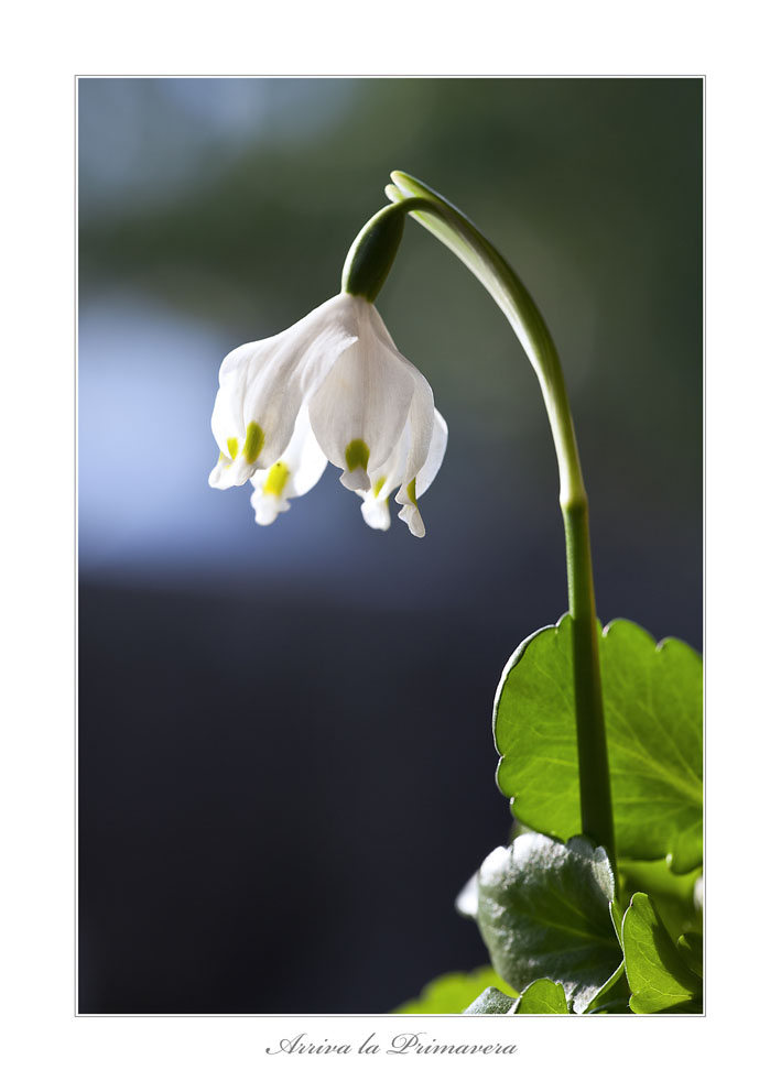 Arriva la Primavera