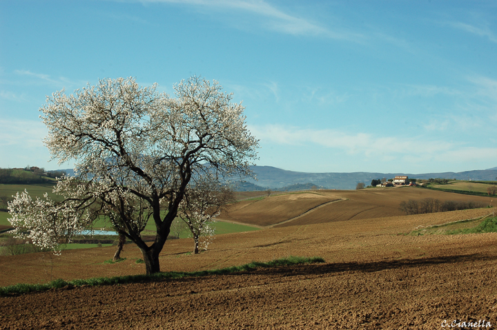 Arriva la primavera!?!