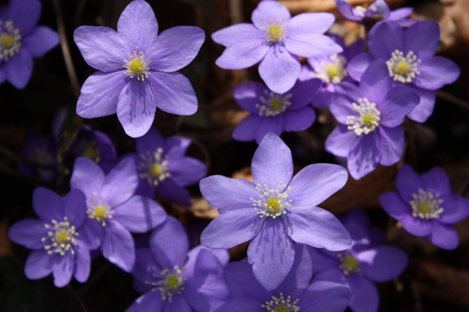 Arriva la Primavera.