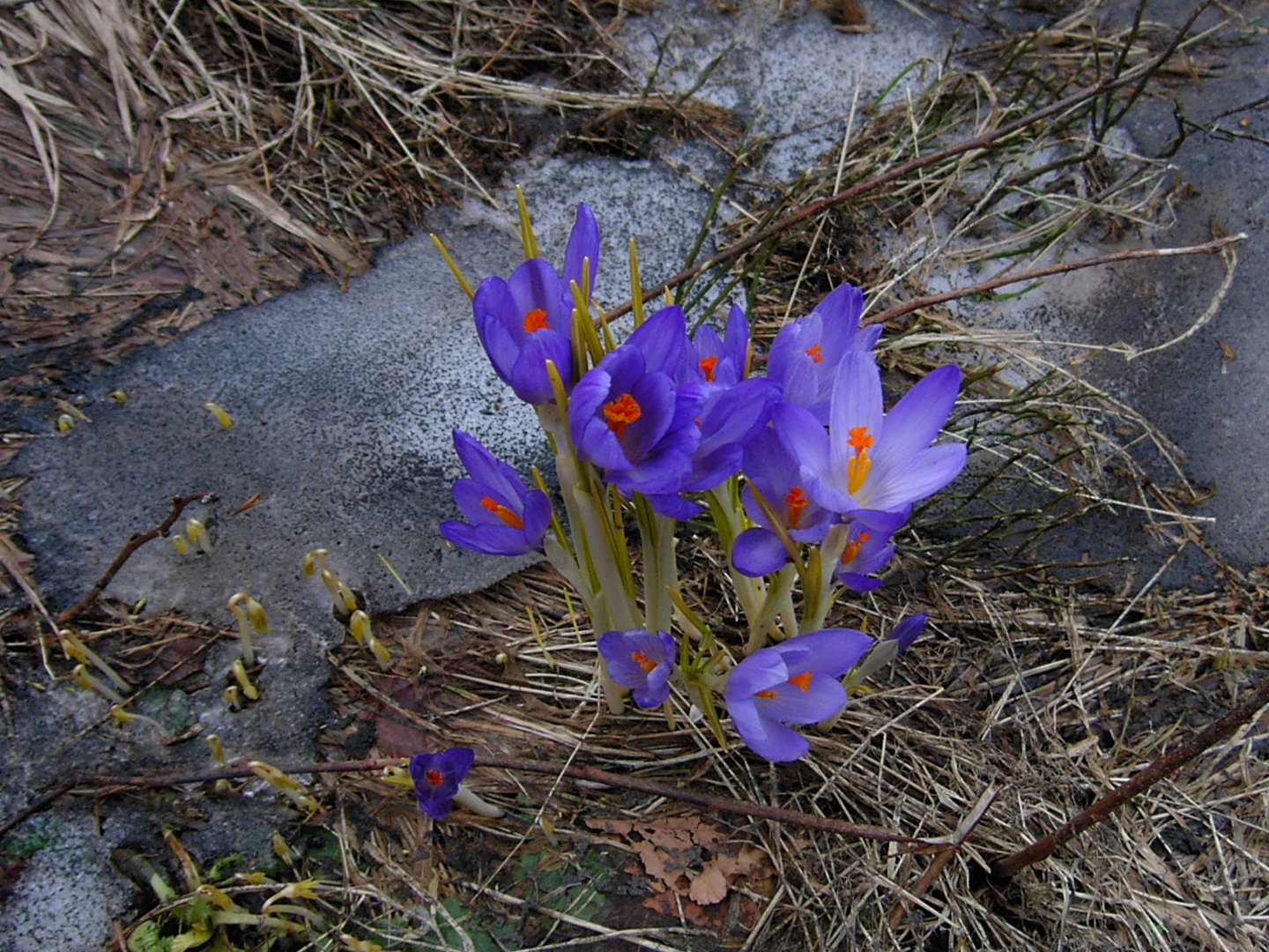 arriva la primavera