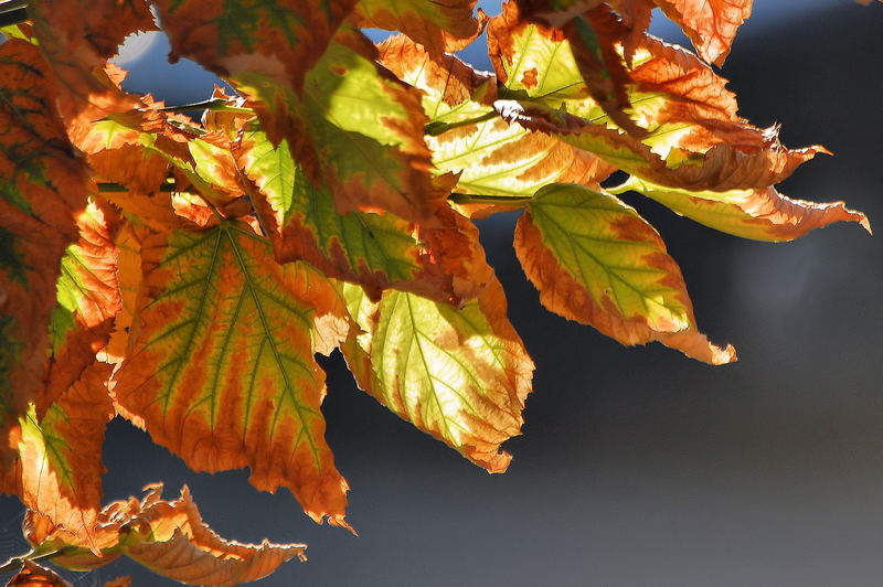 Arriva l'autunno