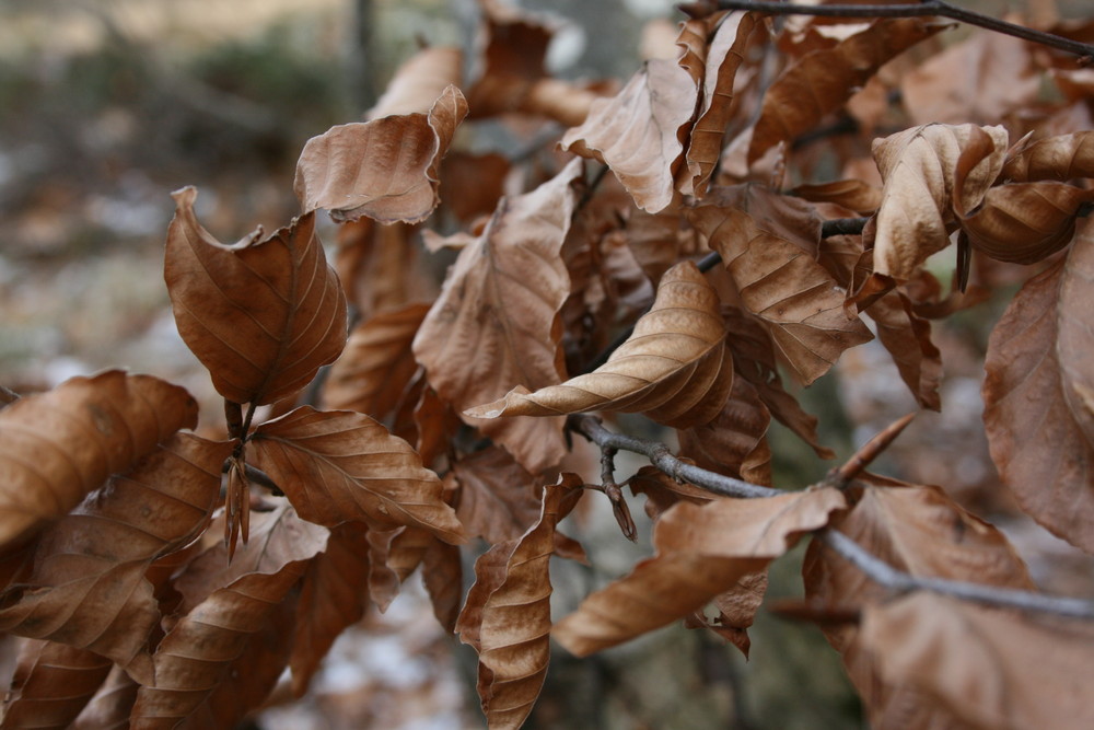 Arriva l'autunno