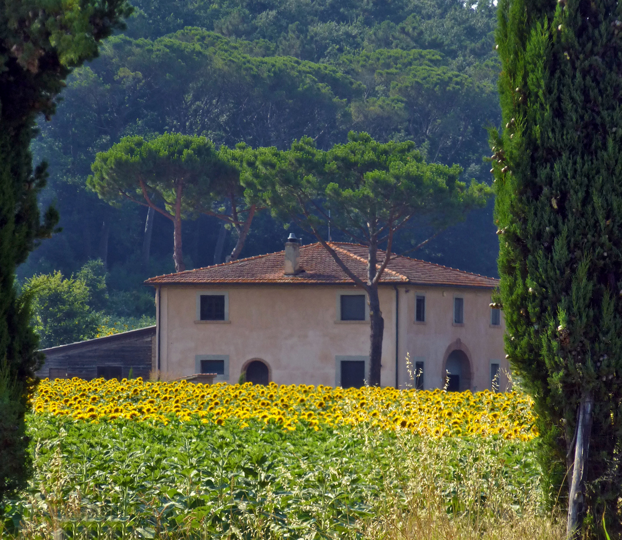 ARRIVANO I PRIMI GIRASOLI