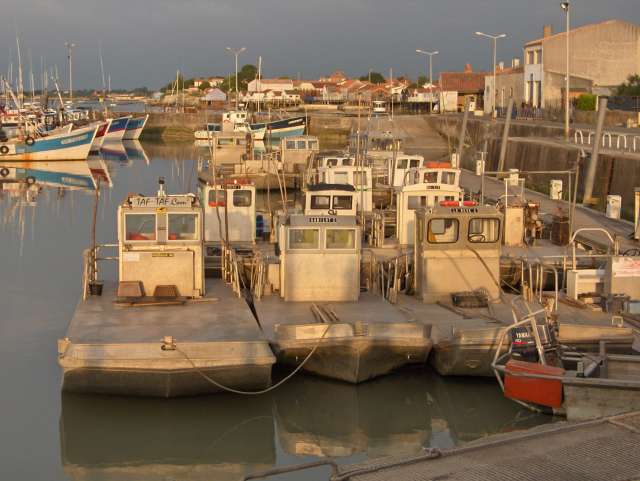 Arrivé des barges à huitres au Chapus à Marennes Oléron