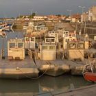 Arrivé des barges à huitres au Chapus à Marennes Oléron