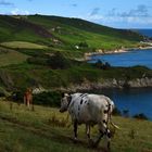 Arrivée aux paturages au-dessus de la mer