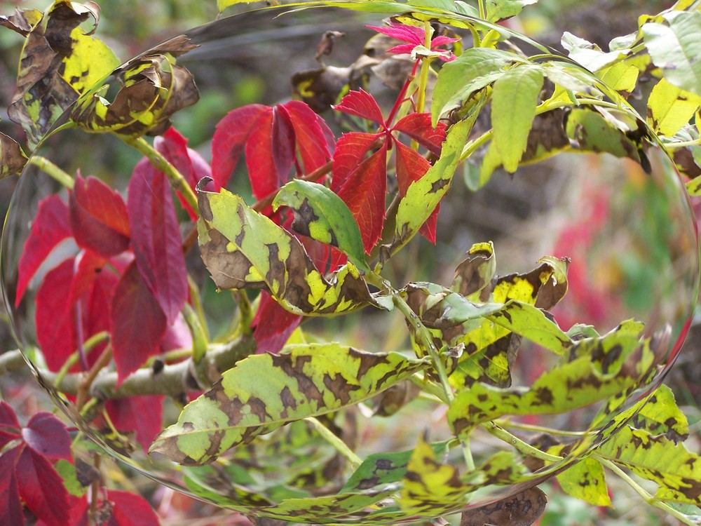 Arrivée de l'automne